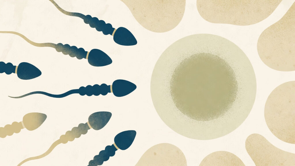 image of OLIGOSPERMIA (Low Sperm Count) A gentle scientific illustration of sperm cells with a few swimming towards an egg, soft hopeful energy, soft illustrated medical icon, warm earthy tones, cream and green color palette, clean minimalist style, no text, professional wellness clinic aesthetic, flat art illustration, white background